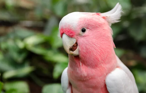 Look, leaves, background, pink, bird, portrait, parrot, bokeh