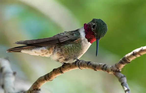 Bird, branch, beak, Hummingbird, green background, bokeh