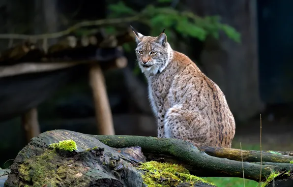 Picture look, nature, background, stump, lynx, sitting, wild cat