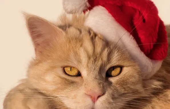 Picture cat, look, muzzle, Santa, cap, red cat