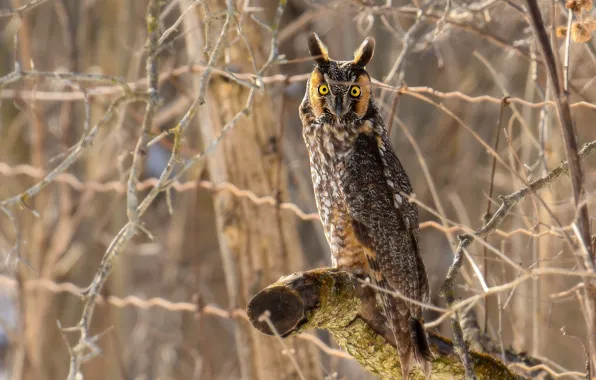 Look, branches, owl, bird, bitches, long-eared owl