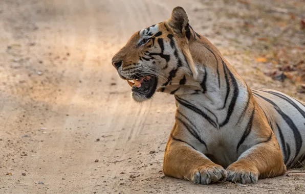 Road, tiger, pose, lies, profile