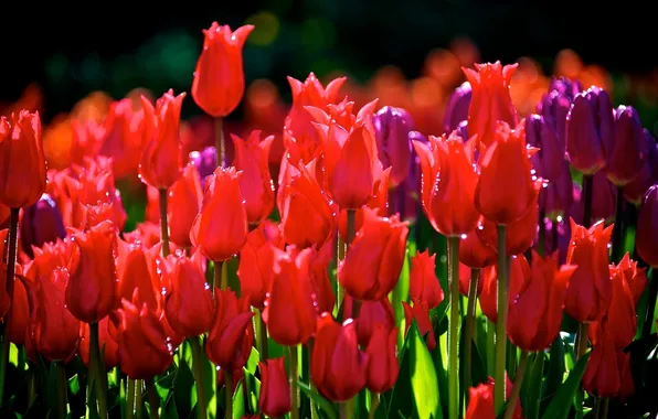 Picture drops, tulips, buds