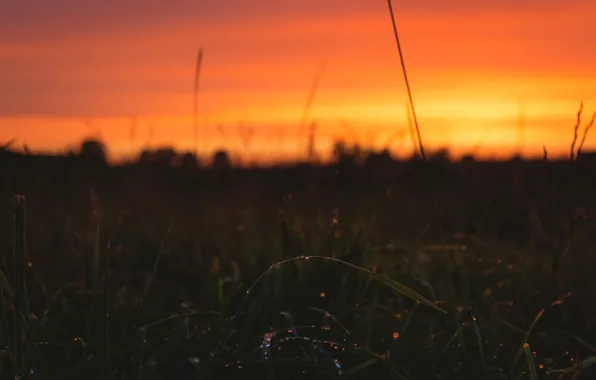 Nature, Sunrise, Plant, Morning, Dawn, Plants, Nature, Horizon