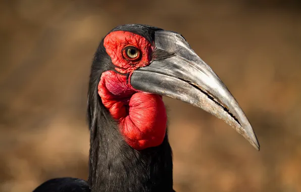 Picture nature, bird, Kaffir horned Raven
