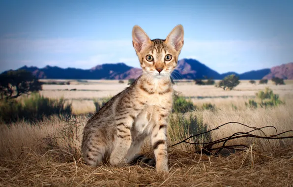 Field, cat, cat, mountains, branches, nature, pose, kitty