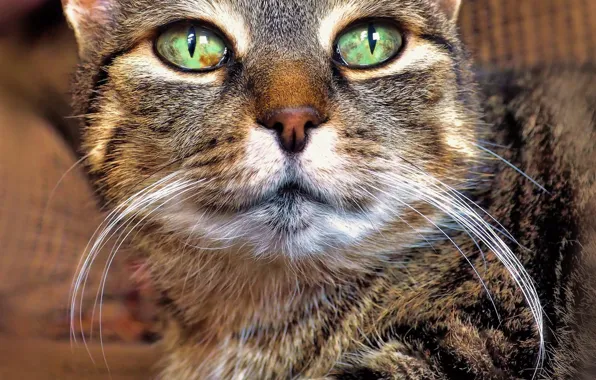 Cat, eyes, cat, face, close-up, grey, portrait, green