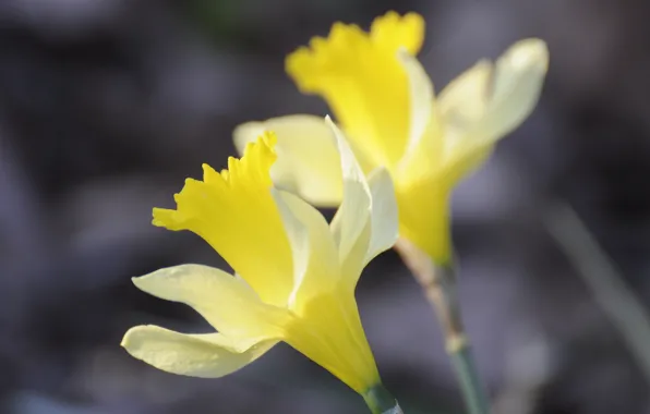Picture nature, petals, stem, pair, daffodils