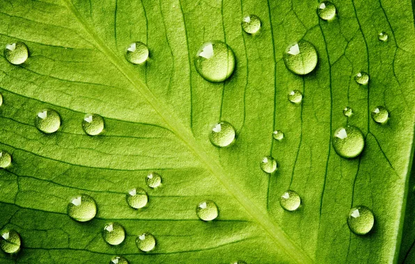 Wallpaper Life, water, pattern, leaf, plant for mobile and desktop ...