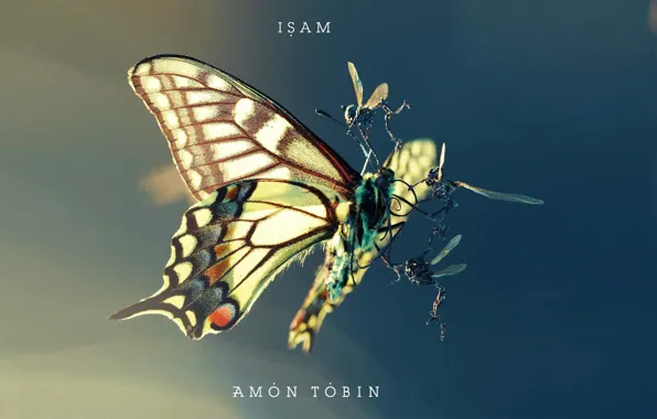 Picture insects, fight, moth, amon tobin