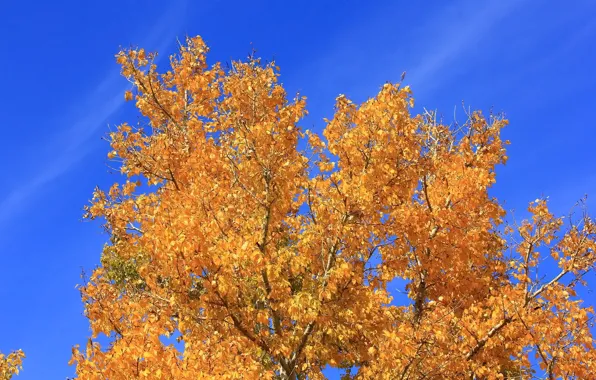 Autumn, the sky, leaves, tree