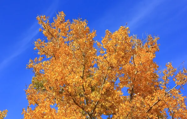 Picture autumn, the sky, leaves, tree