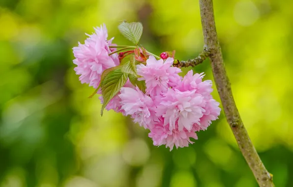 Picture macro, cherry, branch, spring, Sakura, flowering, flowers, bokeh