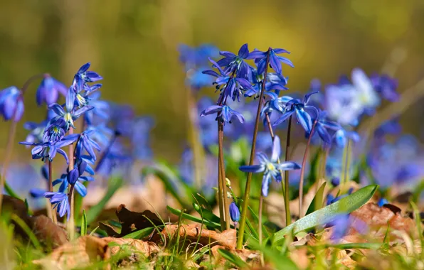 Picture leaves, flowers, nature, blue, glade, spring, bokeh, blurred background