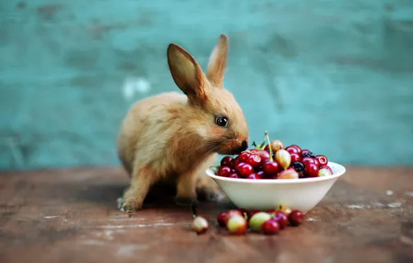 Cherry, berries, rabbit, bowl, Bunny, gooseberry, cherry, rabbit