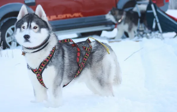 Picture winter, dogs, husky