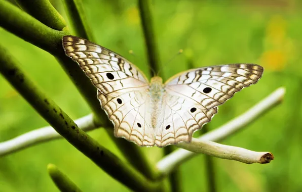 Microsemi, wings, Butterfly, insect, beautiful, closeup