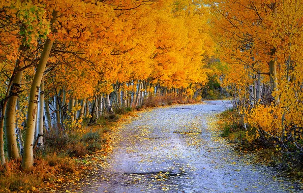 Picture road, autumn, leaves, trees