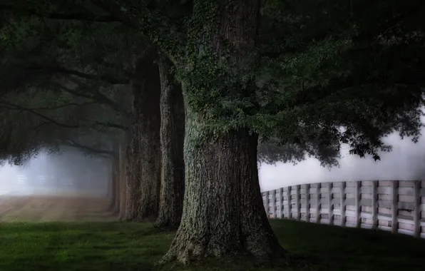 Trees, fog, the fence