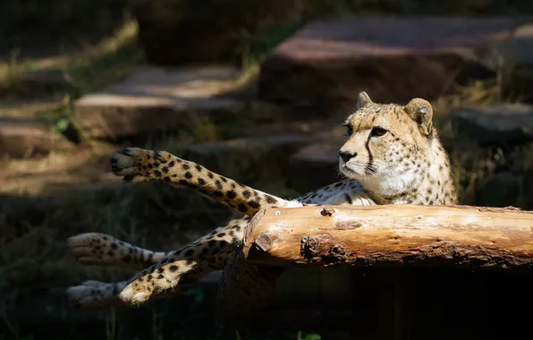 Cat, look, the sun, stay, paws, Cheetah, log