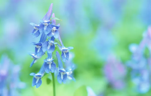 Picture greens, flower, background, blue, plant, stem