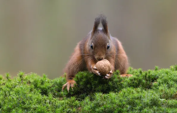 Picture greens, nature, pose, background, model, moss, protein, nuts