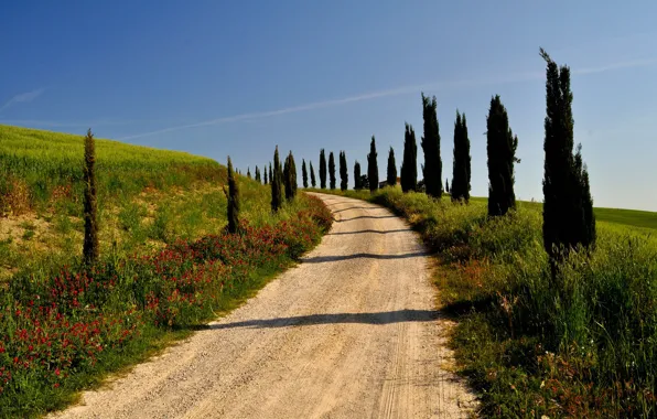 Road, trees, hills, Italy, Tuscany