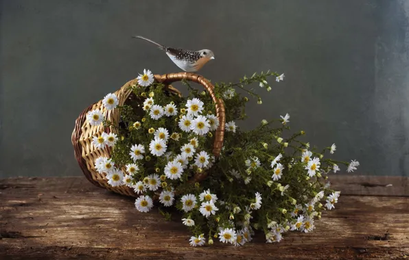 Basket, bird, asters