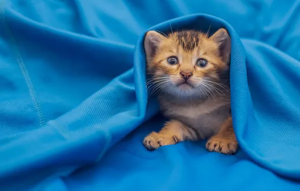 Cat, look, pose, kitty, fabric, plaid, face, blue background