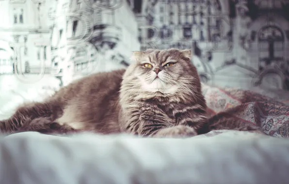 Cat, room, blanket