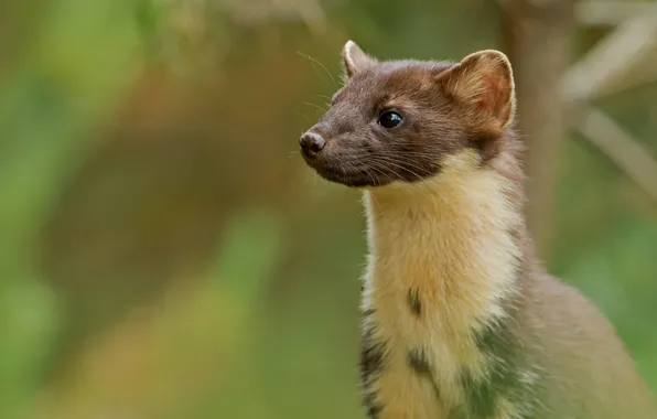 Look, background, portrait, face, marten