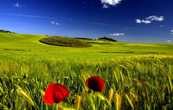 Field, summer, the sky, Mac, spikelets