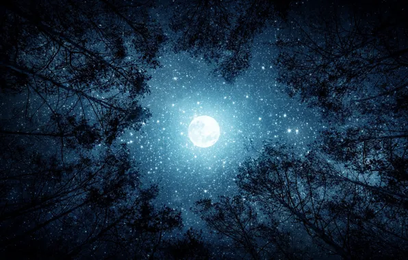 Picture trees, the moon, the full moon, night, branches, stars, forest, moonlight