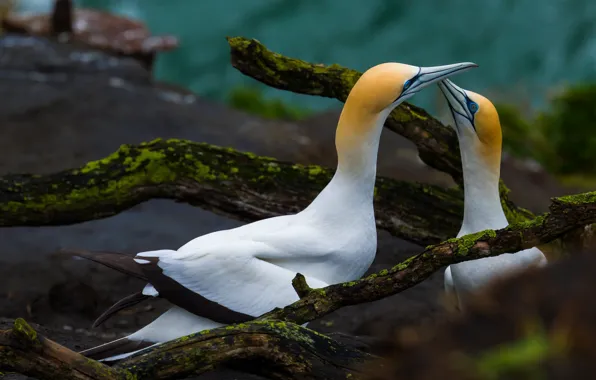 Birds, pair, communication, driftwood, the Northern Gannet, two birds, northern boobies