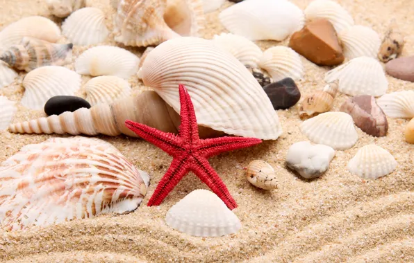 Sand, beach, star, shell, star, beach, pearl, sand