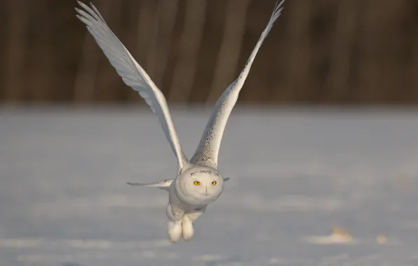 Wings, flight, stroke, snowy owl