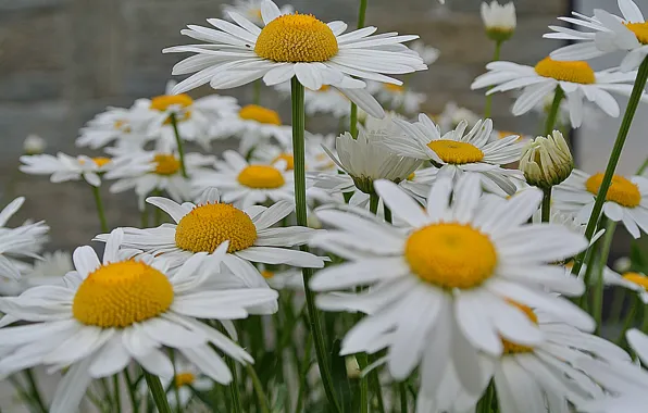 Picture field, chamomile, petals, garden, meadow