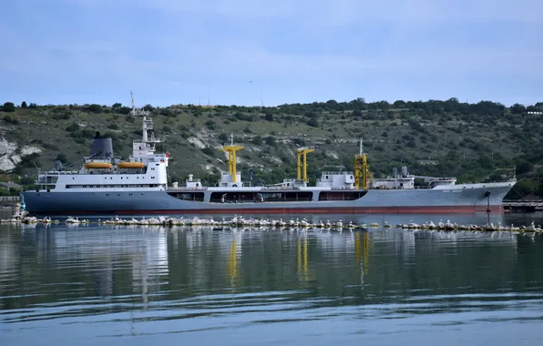 Seagulls, tanker, Sevastopol