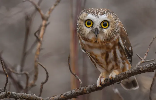 Look, branches, nature, grey, background, owl, bird, owl
