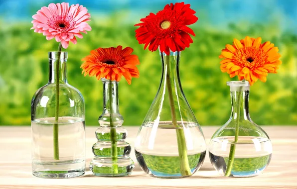 Greens, flowers, table, bottle, chrysanthemum, vases