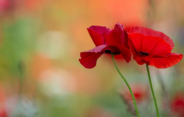 Summer, flowers, Maki, petals, red, Duo, green background, bokeh