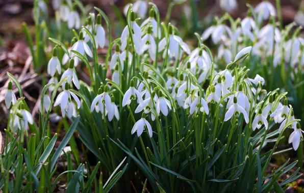 Flowers, spring, snowdrops, white, a lot, bushes