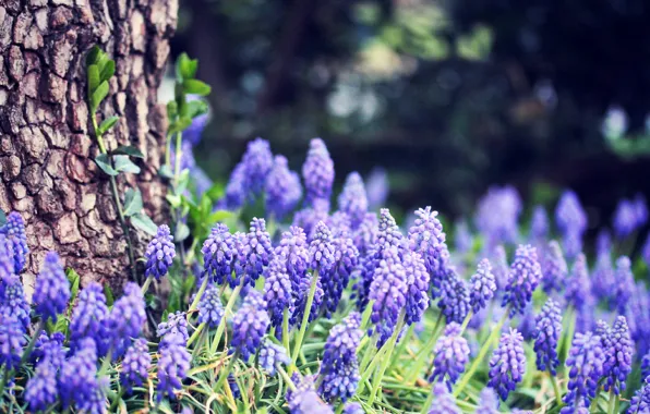 Forest, grass, flowers, nature, tree, spring, trunk, bark