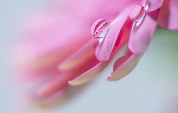 Flower, drops, macro, Rosa, pink