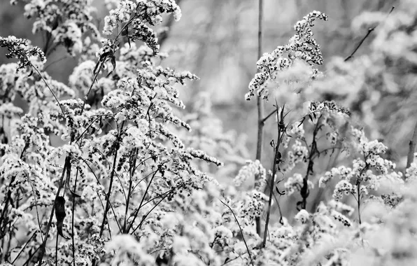 Leaves, shrub, black and white photo