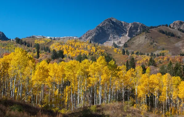 Picture autumn, forest, the sky, trees, mountains, aspen