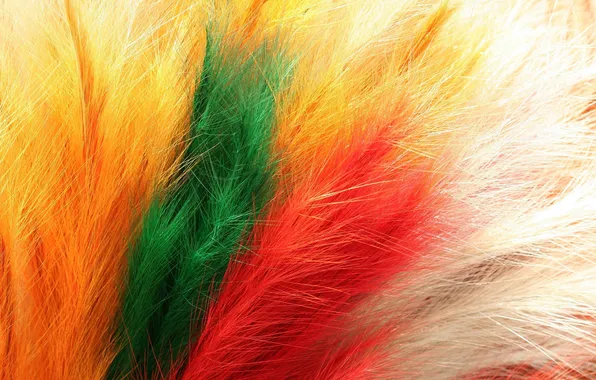 White, color, orange, yellow, red, green, feathers