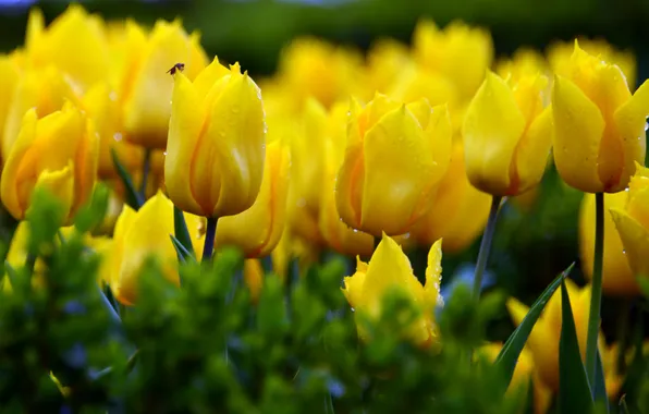 Greens, drops, tulips, insect