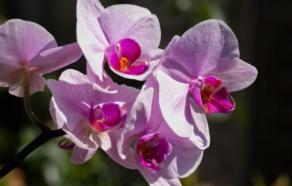 Macro, Orchid, Phalaenopsis