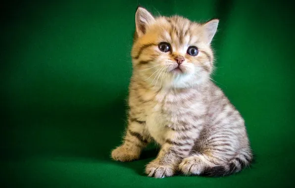 Cat, look, pose, kitty, cute, face, green background